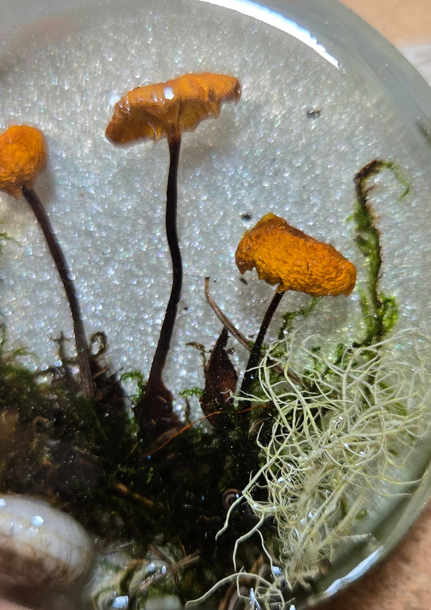 Mushroom magnet 4