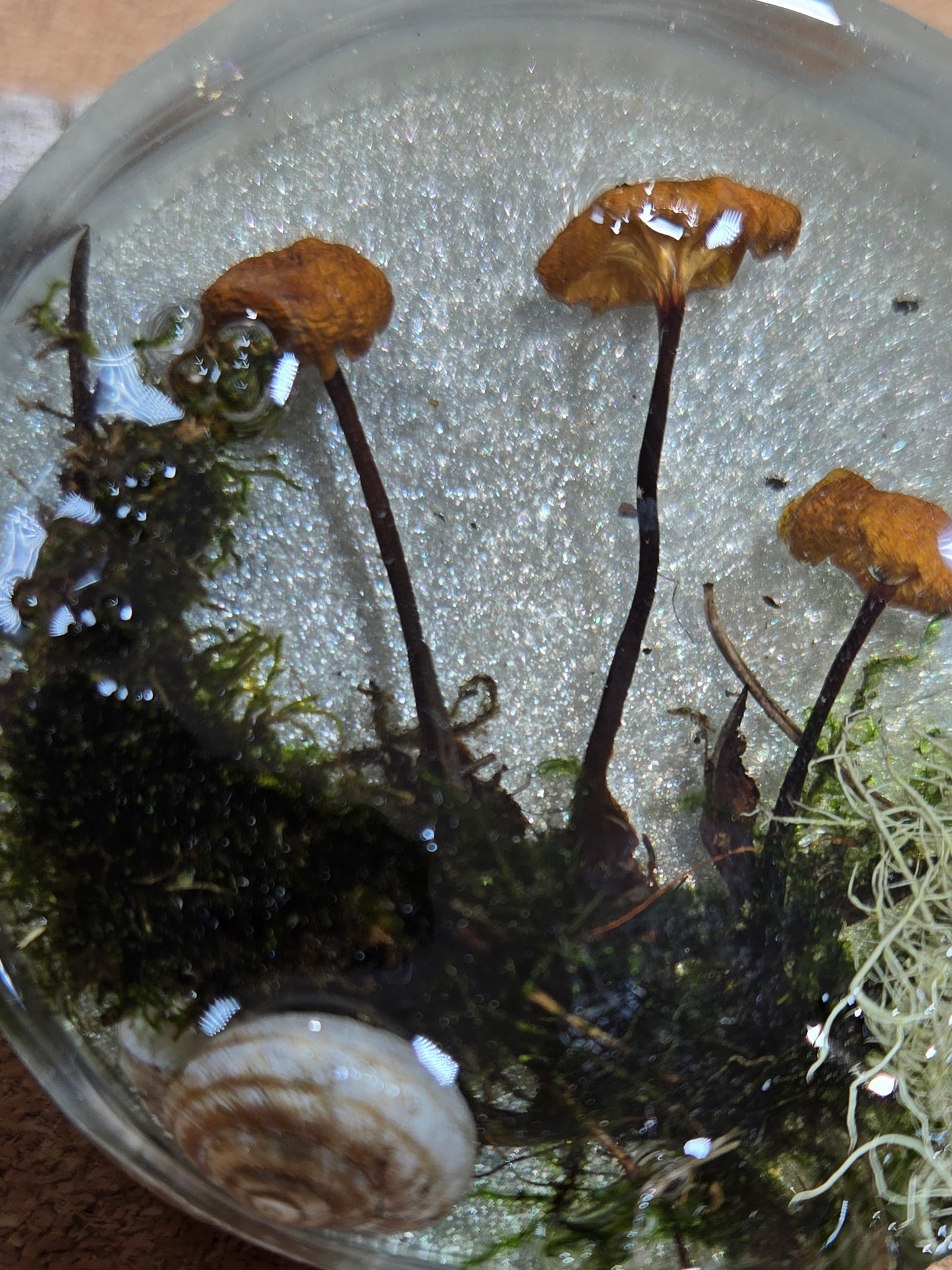 Mushroom magnet 4