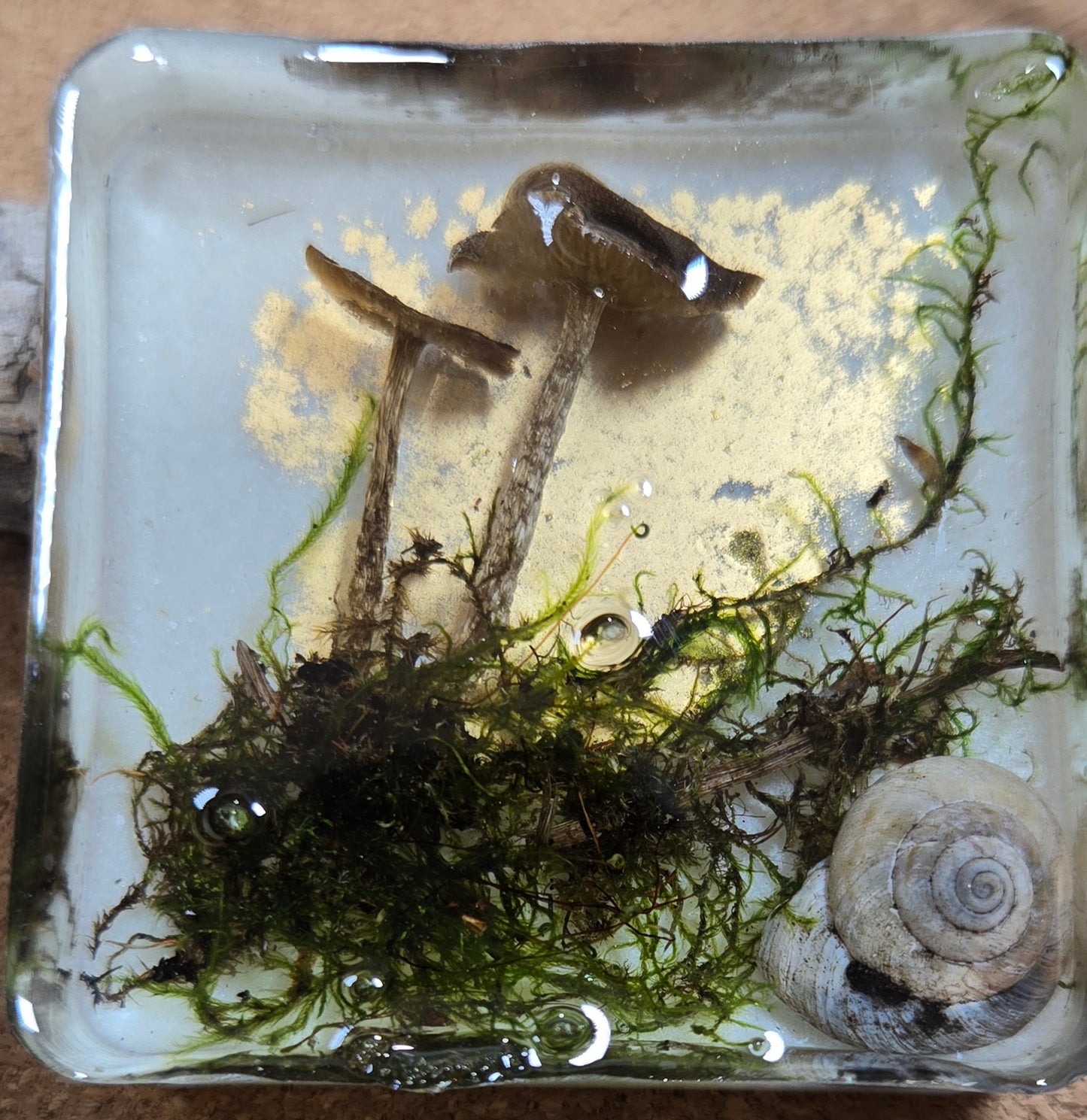 Mushroom magnet 3