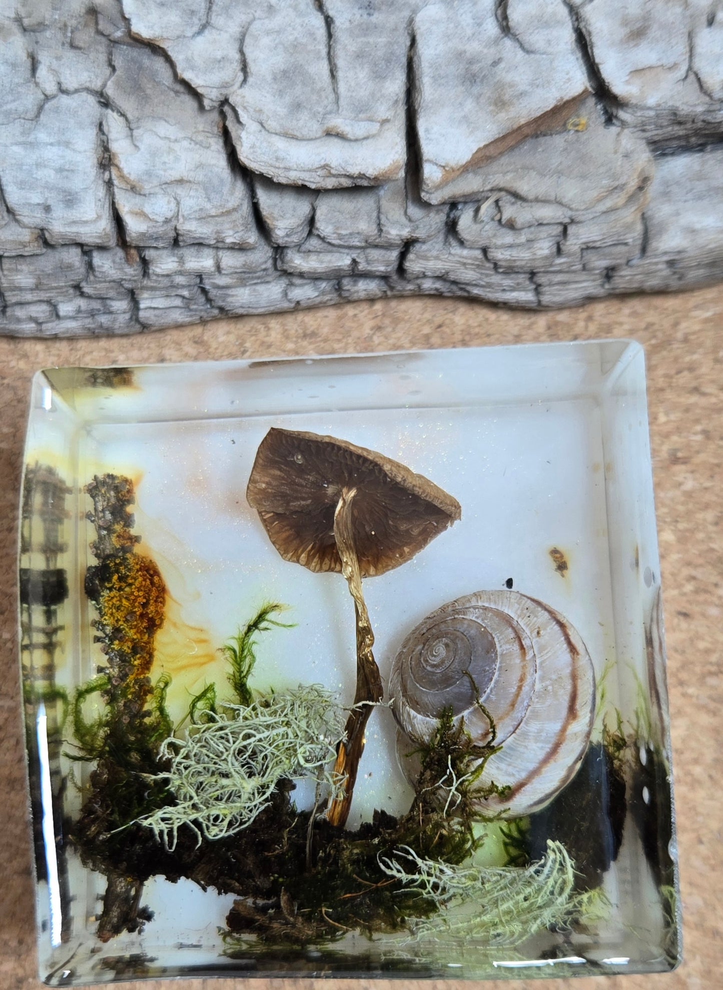 Mushroom magnet 5
