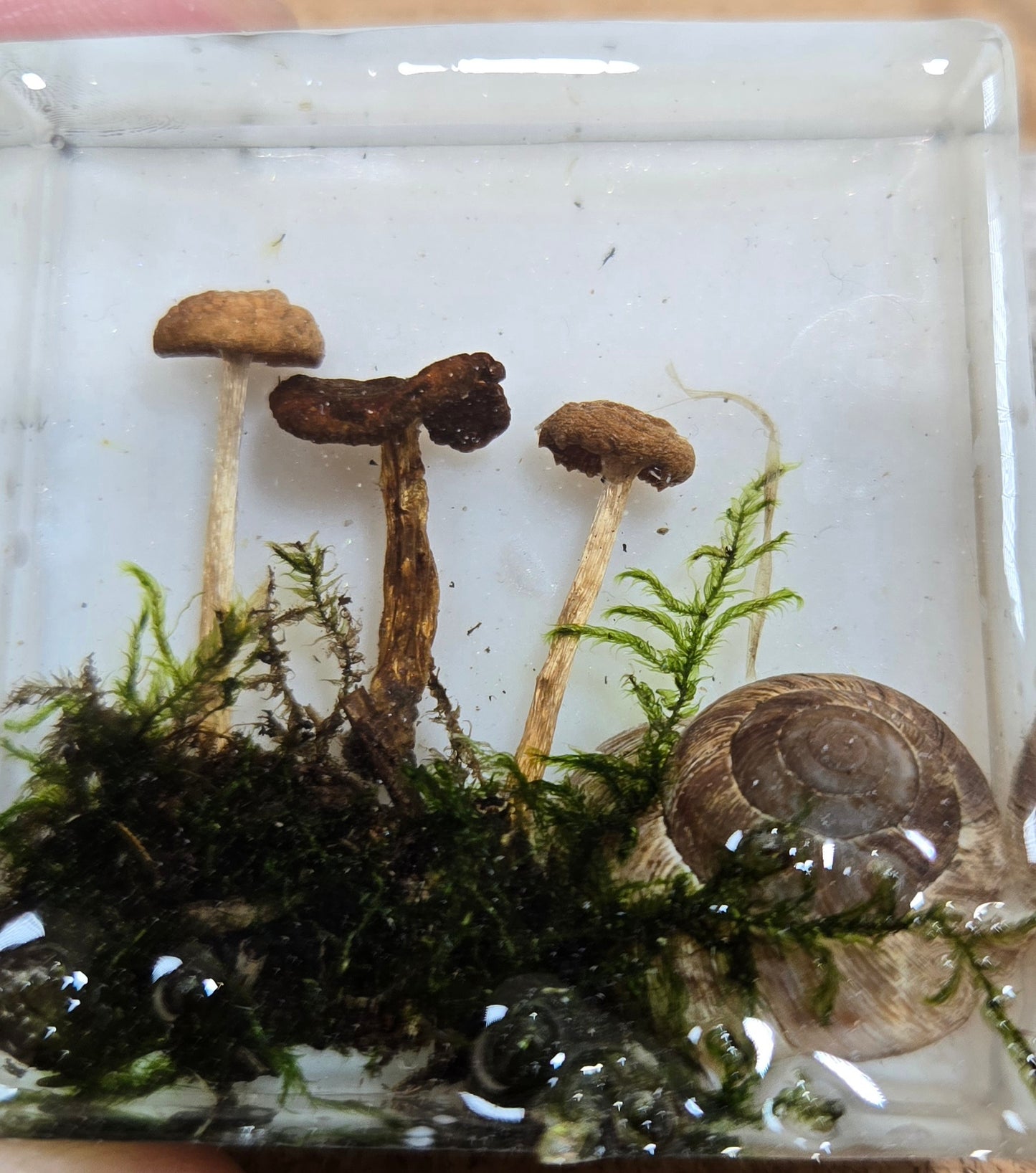 Mushroom magnet 2