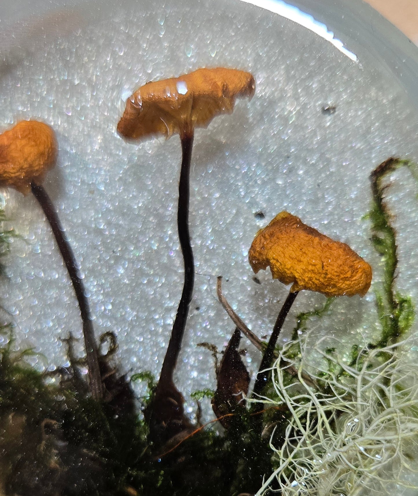 Mushroom magnet 4