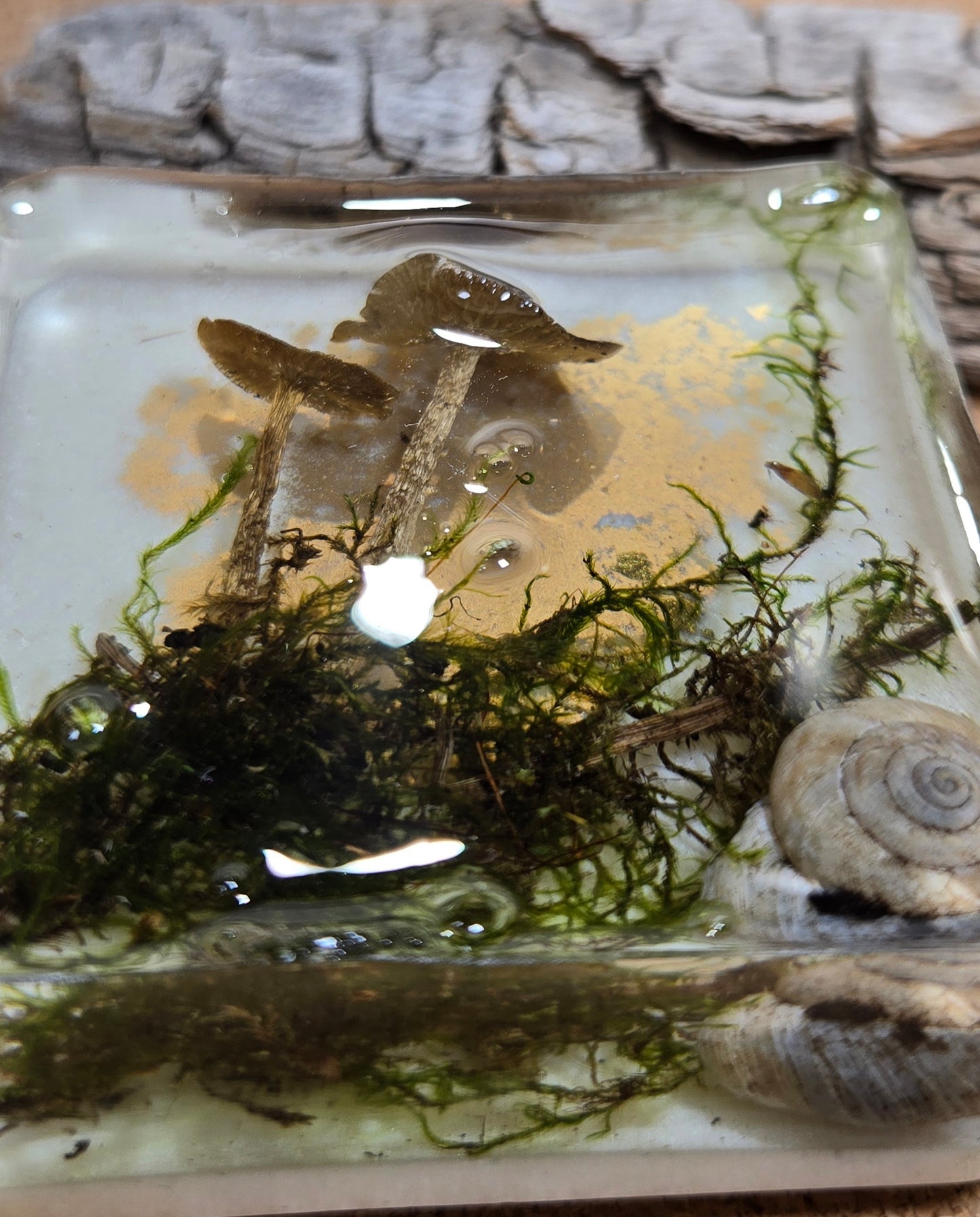 Mushroom magnet 3