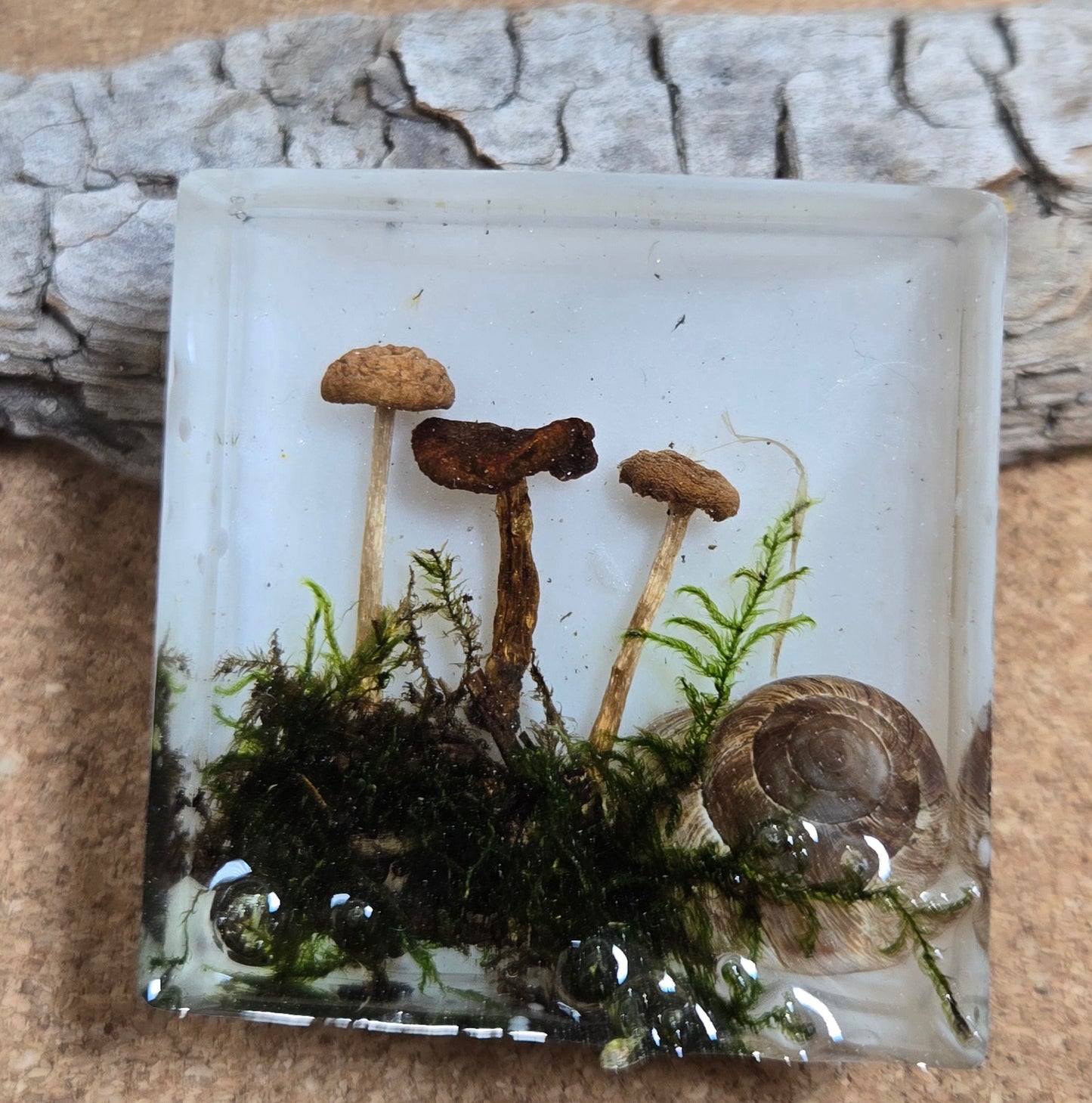 Mushroom magnet 2