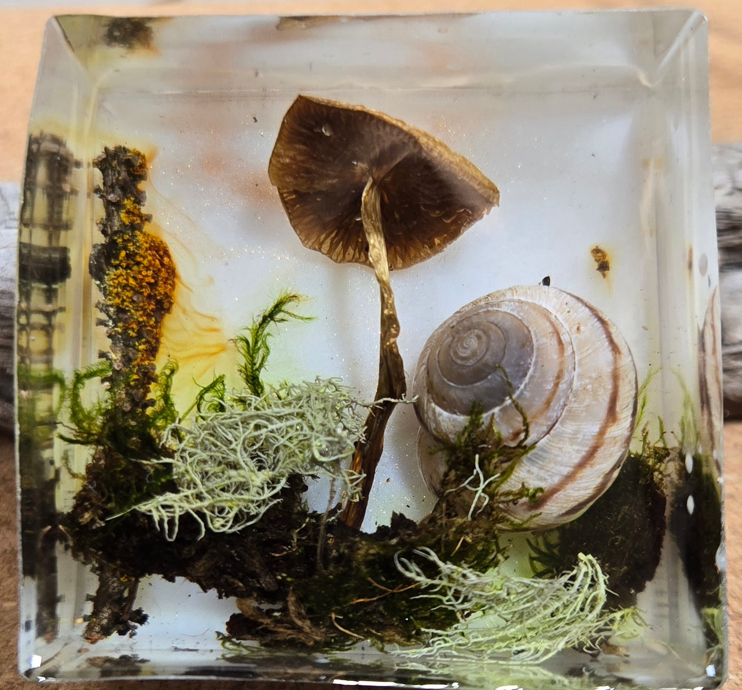 Mushroom magnet 5