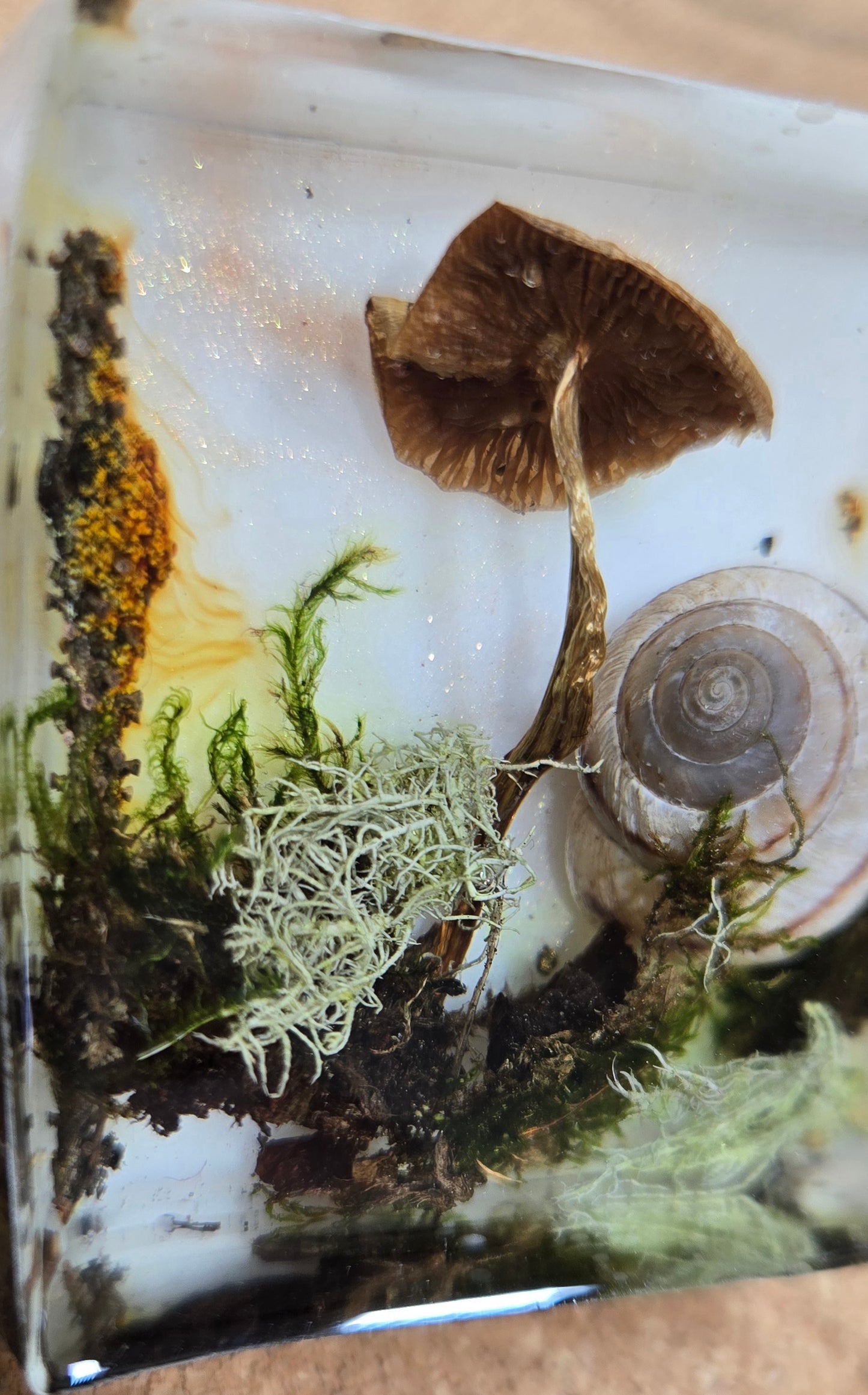 Mushroom magnet 5