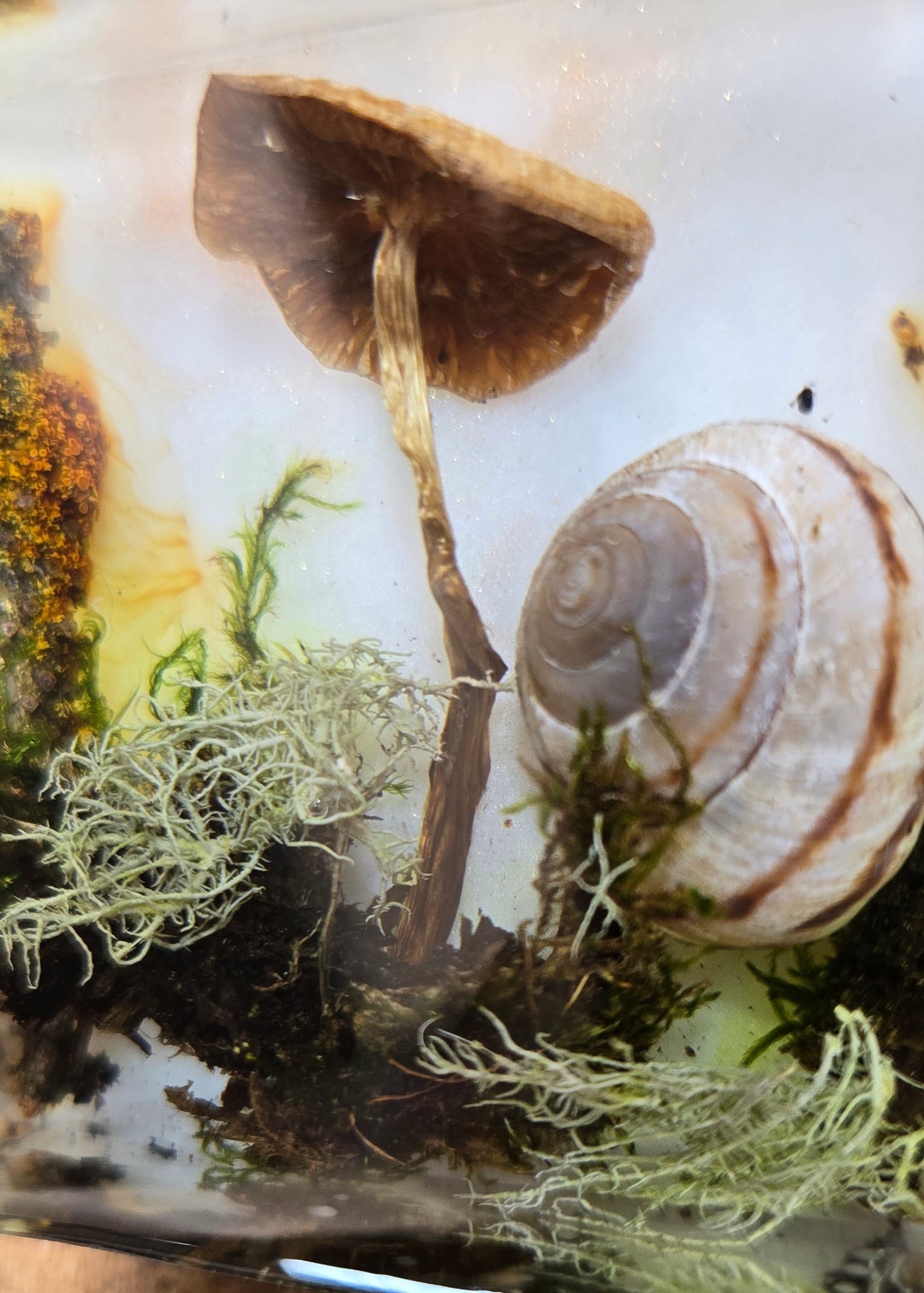 Mushroom magnet 5